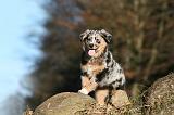 BERGER AUSTRALIEN PUPPIES 674